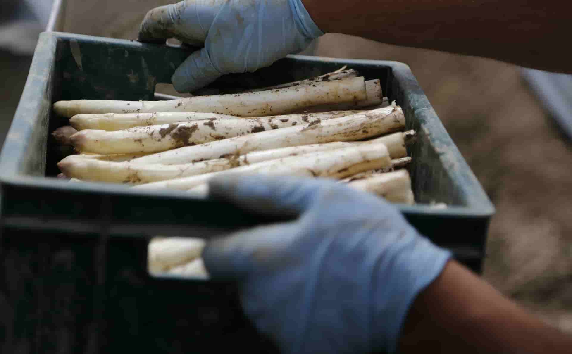 white asparagus harvested from the fields_spargelzeit_asparagus time_the best way to cook white asparagus in a german way_my life in germany_hkwomanabroad-min